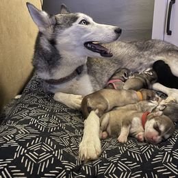 Siberian Husky Puppies from Alexandra's Siberian Huskies
