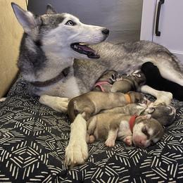 Siberian Husky Puppies from Alexandra's Siberian Huskies