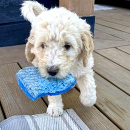 Boo - Yellow and white female Bernedoodle puppy in Springville, Utah from Oodles of Bernedoodles