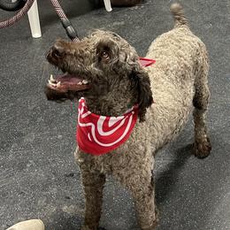 Chili - Poodle