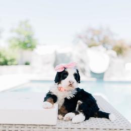 Popsicle - Tri-color female Bernedoodle puppy in Murray, Utah from Sun Valley Doodles