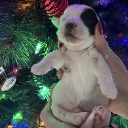 Coton de Tulear Puppies from Abbie Nielsen