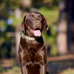 Riggs - Labrador Retriever