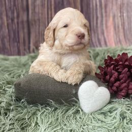 Goldendoodle Puppies from New Jersey Doodles