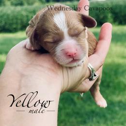 Yellow - Apricot male Cavapoo puppy in Coal City, Indiana from Wednesday & Co