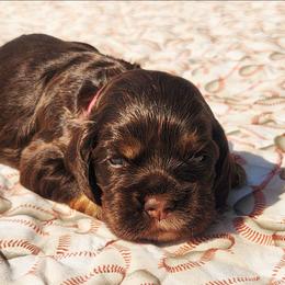 Pink Girl - Brown white and tan female Cocker Spaniel puppy in Beggs, Oklahoma from Southern Country Cockers