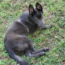 Kai - German Shepherd