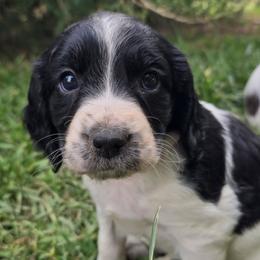 Buffy - Black and white female English Springer Spaniel puppy in Palisade, Colorado from Bigfoot's Kennel