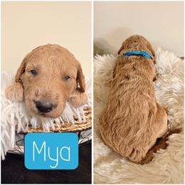 Mya - Apricot female Goldendoodle puppy in Valdosta, Georgia from Designer Doodles of South GA