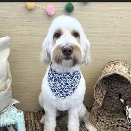Paisley - Goldendoodle