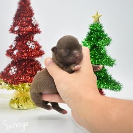 Scrooge - Chocolate male Chihuahua puppy in Bulls Gap, Tennessee from Smokey Mountain Chihuahuas