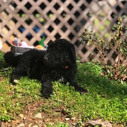 Bernedoodle and Goldendoodle Puppies from Owen Doodles