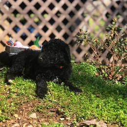 Bernedoodle and Goldendoodle Puppies from Owen Doodles