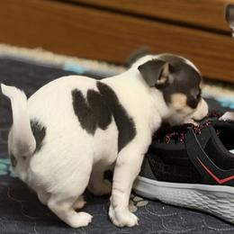 Bobby - Blue and white male Chihuahua puppy in Amity, Pennsylvania from Rhoda and Verna
