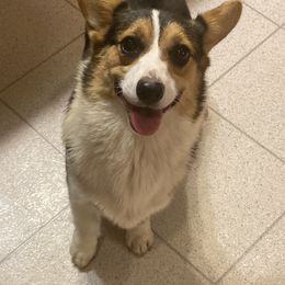 Pembroke Welsh Corgi and Poodle Puppies from Blue Diamond Kennel