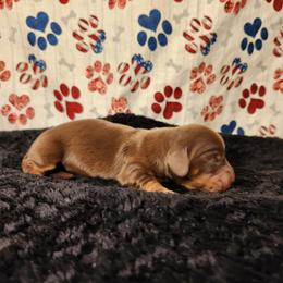 Girl 1 - Chocolate and tan female Dachshund puppy in Lovell, Wyoming from Bernstein Doxies