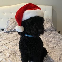 Dixie  - Goldendoodle