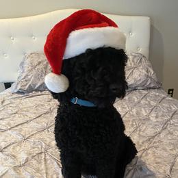 Dixie  - Goldendoodle