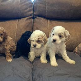 Aussiedoodle and Cockapoo Puppies from Ouachita River Cockapoos