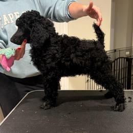 Girl 2 - Black female Poodle puppy in Walpole, Massachusetts from Harborstone Poodles and Terriers