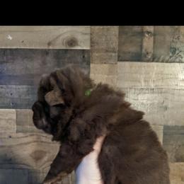 Chinese Shar-Pei Puppies from Zoey's Waggly Tails