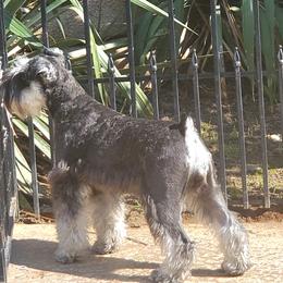 Uhri - Miniature Schnauzer