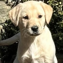 Labrador Retriever puppies from Blue Clay Kennels, LLC.
