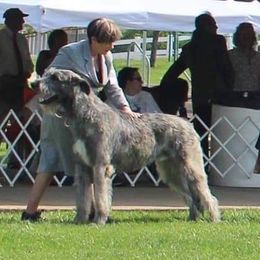 Twist - Irish Wolfhound