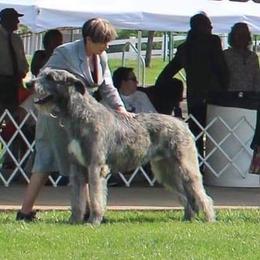 Twist - Irish Wolfhound