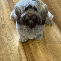 Stanley - Havanese