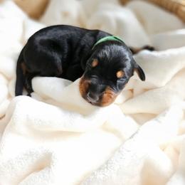 Black and rust female green - Black and rust female Doberman Pinscher puppy in Hamilton, Ohio from Little Dragon Dobermans