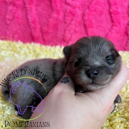 AKC GOMEZ - Blue merle male Pomeranian puppy in Watkins Glen, New York from Wicked Spirits Pomeranians
