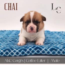 Chai - Red male Pembroke Welsh Corgi puppy in Pine Village, Indiana from NL Horsemanship