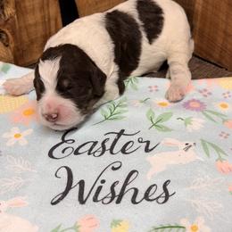 Boy 2 - Brown and white male Aussiedoodle puppy in Lavonia, Georgia from H & A Kennels