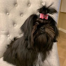 Shih Tzus from Sara’s precious Shih Tzus