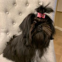 Shih Tzus from Sara’s precious Shih Tzus