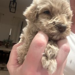 Girl 2 - Apricot female Goldendoodle puppy in Wittenberg, Wisconsin from Cedar River Kennel