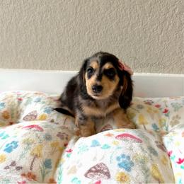 Weezer - Dapple female Dachshund puppy in Molino, Florida from Dooney's Dachshunds