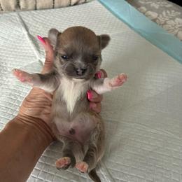 Maverick - Blue and white male Chihuahua puppy in Menifee, California from Lane’s Little Long Coats