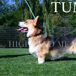 Tumble - Pembroke Welsh Corgi