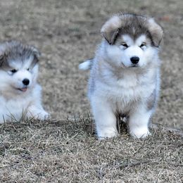 Alaskan Malamute Puppies from Sno-Ridge Alaskan Malamutes est 1972
