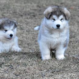 Alaskan Malamute Puppies from Sno-Ridge Alaskan Malamutes est 1972