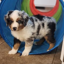 Flurry - Blue merle male Miniature Australian Shepherd puppy in Philpot, Kentucky from Miller Hill Mini American Shepherds and Mini Australian Shepherds