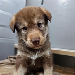 Boy 3 - male Native American Indian Dog puppy in Granby, Colorado from Turtle Island NAIDs