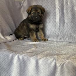 Falk - Black Collar - Sable male German Shepherd puppy in Greenwood, Arkansas from West Haus Shepherds