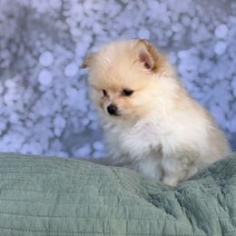 Chihuahua and Pomeranian Puppies from Luxe Paradise House of Chi