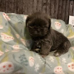 Dutchess - Chocolate female Shih Tzu puppy in Pleasant Shade, Tennessee from Kuntry Tyme Shih Tzu