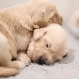 Pick of litter female - Golden female Golden Retriever puppy in Lemoore, California from UnrivaledGoldens