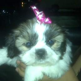 Shih Tzu Puppies from Shantii's Shih Tzu's