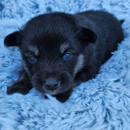 Onyx - Black male Pomsky puppy in Southern California, California from SoCal Pomskies LLC